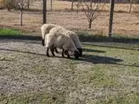 كبش, White Suffolk sheep — الصورة 2
