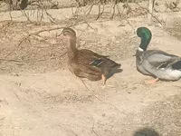 Ducks — photo 2