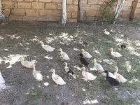 بكين ألماني — الصورة 2