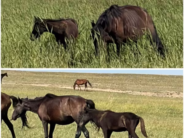 Yegua, Caballos
