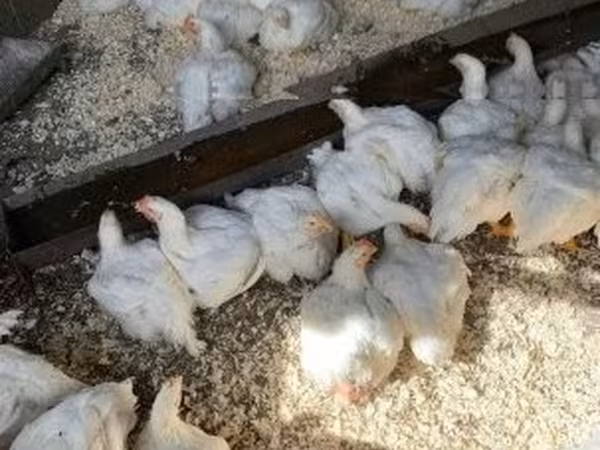 Chickens