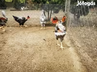 Chickens — 照片 6