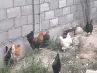 Chickens — 7. fotó