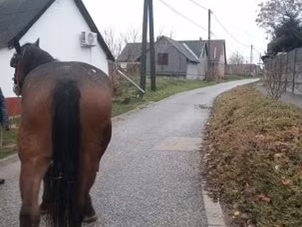 Klisna, Koně — Maďarsko