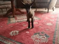Bak, Alpine goat — 4. fotó