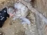 Chickens — फ़ोटो 1