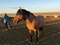 حصان, Mugalzhar horse — الصورة 7