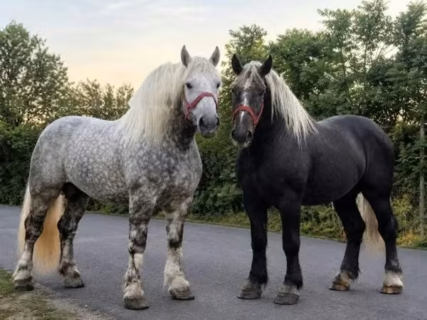 Koń, Percheron
