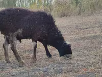 Carneiro, Blackheaded Persian sheep — foto 7
