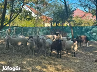 Schaf, Schafe — Foto 7