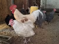 Chickens — 照片 3