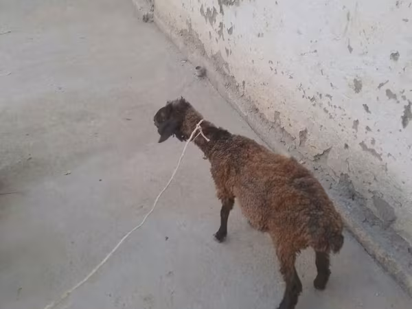 बकरियाँ (लॉट, लिंग निर्दिष्ट नहीं), बकरियाँ