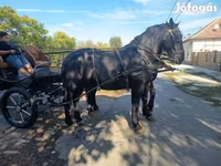 فرس, Friesian — الصورة 5