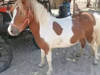 Mare, Horses — photo 4