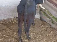 Vaca, Russian Black pied cattle — foto 4