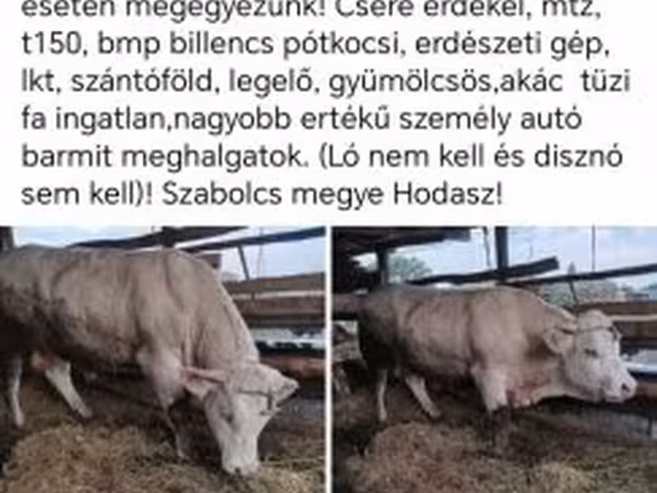 Szarvasmarha (tétel, nem megadva), Szarvasmarhák