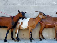 Ziege, Nubian Goat — Foto 5