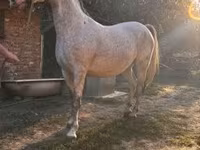 公马, Lipizzaner — 照片 1