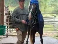 Horse (M), Rocky Mountain Horse — photo 5