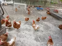 Chickens — फ़ोटो 2