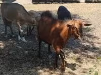 बकरा, बकरियाँ — फ़ोटो 2