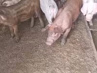 Schweine (Partie, Geschlecht nicht angegeben), Дюрок — Foto 4