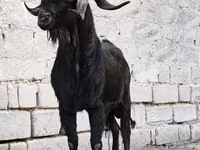 Bak, Anatolian Black goats — 1. fotó
