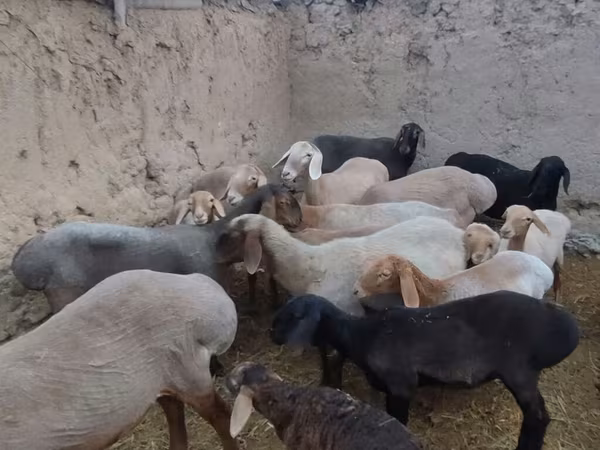 Juh, Arashan sheep