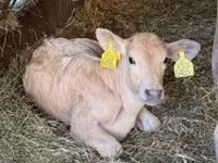 ثور, Charolais cattle — الصورة 3