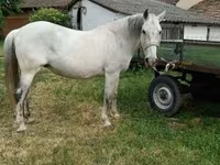 فرس, Hungarian horse breed — الصورة 2