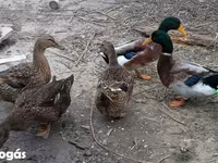Ducks — फ़ोटो 1