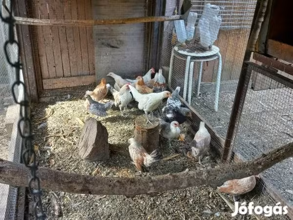 Holländisches Bantam