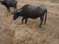 İnək, Afrikan buynuzu — foto 3
