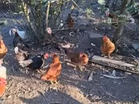 Chickens — 8-сурет