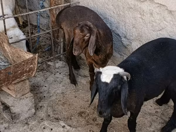 Cabras (lote, sexo no especificado), Cabras