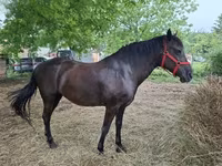 Kanca, Hungarian horse breed — 4. fotó