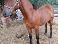 Stute, Lipizzaner — Foto 2