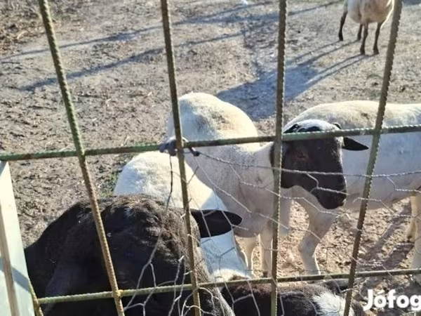 Kos, Dorper sheep