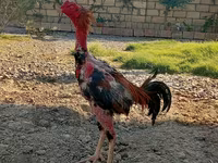 Chickens — zdjęcie 1