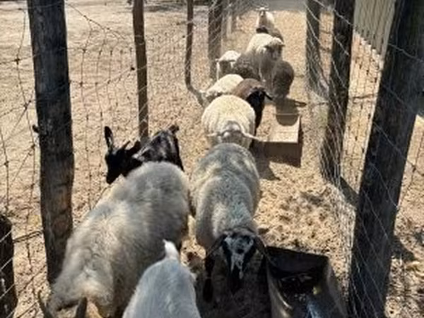 Oveja, Merino sheep