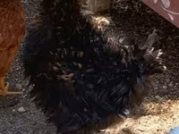 Chickens — 照片 2