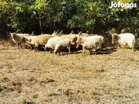 Juh, Racka sheep — 4. fotó