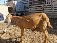 Sheep (batch, sex not specified), Sheep — photo 3