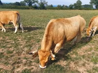 Tehén, Aubrac cattle — 5. fotó