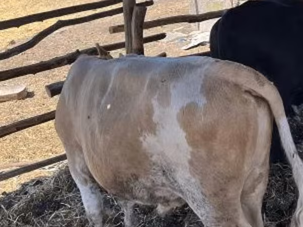 Toro, Simmental cattle