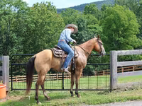 Hing, Quarter Horse — 7. fotó