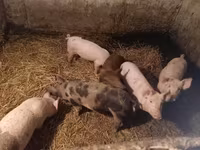 母猪, Pigs — 照片 2