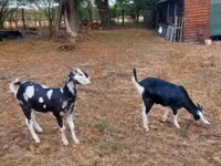 Nőstény kecske, Nubian Goat — 2. fotó