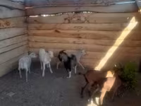 公山羊, Goats — 照片 2