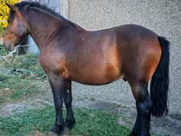 حصان, Međimurje horse — الصورة 2
